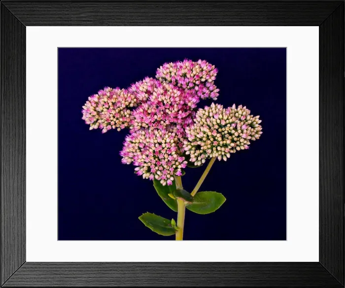 Framed Print : Fine art still life floral color macro of a single isolated stonecrop flower stem with evolving red white buds Framed Print : Fine art still life floral color macro of a single isolated stonecrop flower stem with evolving red white buds