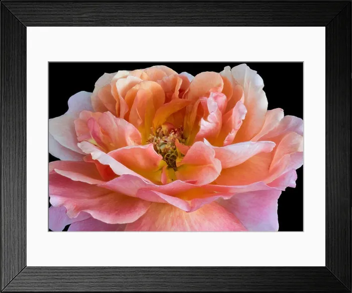 Framed Print : Colorful fine art still life bright floral macro flower image of a single isolated orange wide open rose blossom Framed Print : Colorful fine art still life bright floral macro flower image of a single isolated orange wide open rose blossom