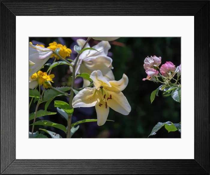 Framed Print : Outdoor floral bright colorful macro of a single isolated sunlit white yellow lily blossom on natural blurred colorful Framed Print : Outdoor floral bright colorful macro of a single isolated sunlit white yellow lily blossom on natural blurred colorful