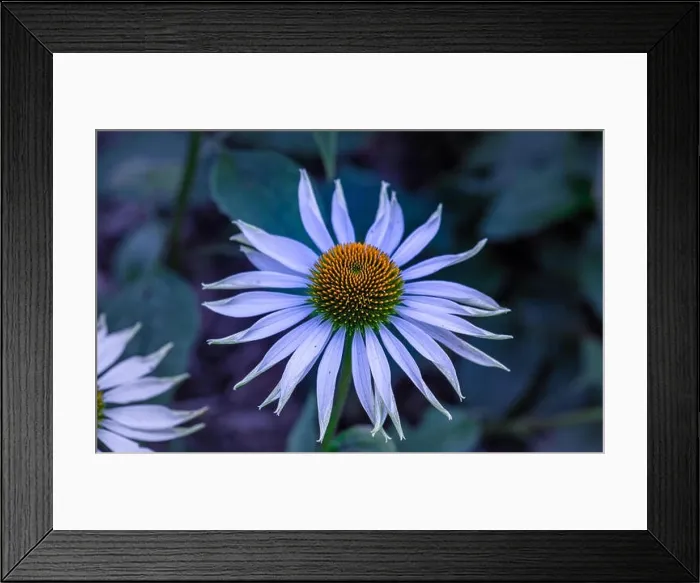 Framed Print : Surrealistic nature outdoor floral macro of a wide open white yellow coneflower / echinacea blossom on natural blurred Framed Print : Surrealistic nature outdoor floral macro of a wide open white yellow coneflower / echinacea blossom on natural blurred