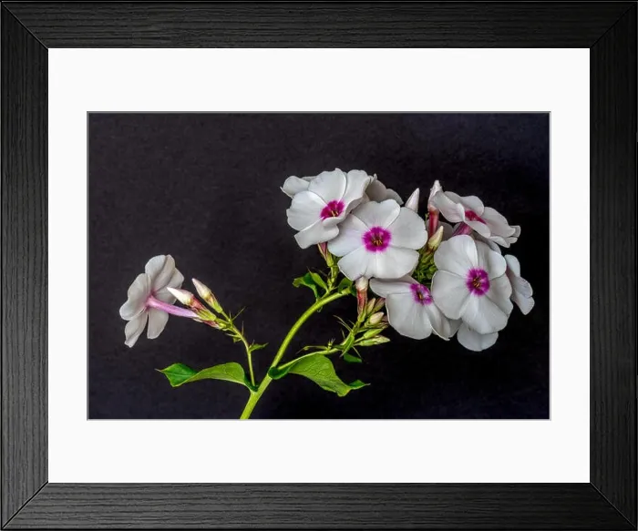 Framed Print : Fine art still life detailed floral macro photography of a single isolated stem of withe pink phlox with blossoms Framed Print : Fine art still life detailed floral macro photography of a single isolated stem of withe pink phlox with blossoms
