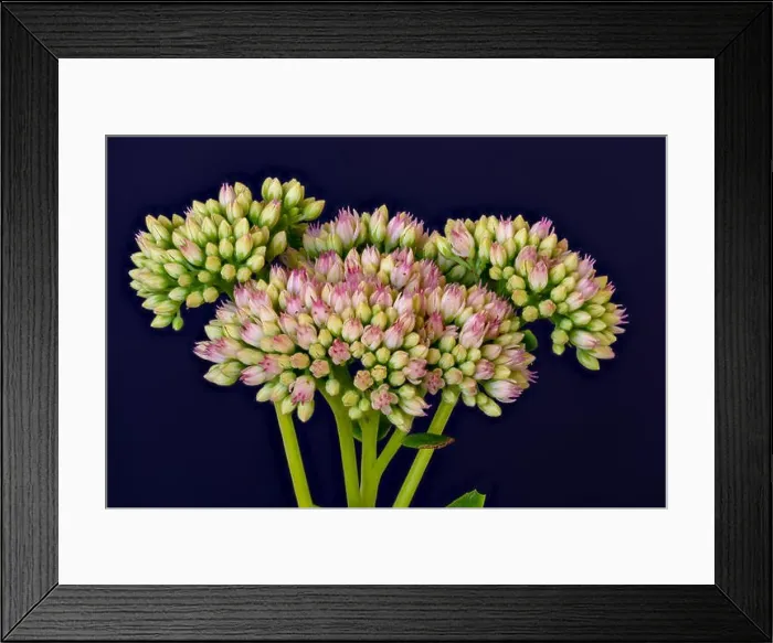 Framed Print : Fine art still life floral color macro of a single isolated stonecrop flower stem with evolving red white buds Framed Print : Fine art still life floral color macro of a single isolated stonecrop flower stem with evolving red white buds