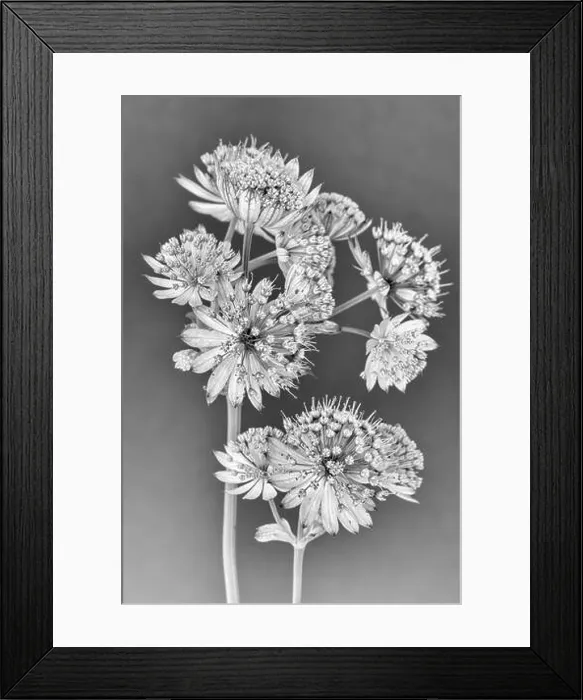 Framed Print : Fine art still life floral monochrome macro of isolated flowering stems of astrantia blossoms on gray paper background Framed Print : Fine art still life floral monochrome macro of isolated flowering stems of astrantia blossoms on gray paper background