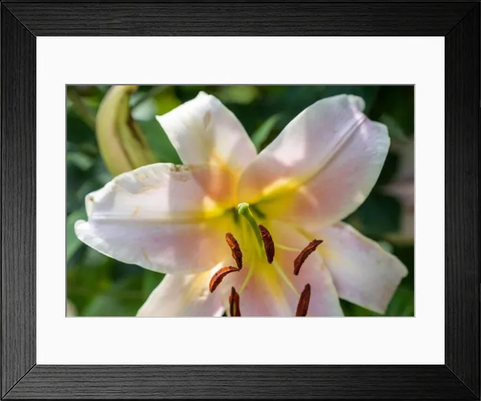 Framed Print : Outdoor bright floral color macro of the inner center of a single isolated sunlit white lily blossom on natural blurred Framed Print : Outdoor bright floral color macro of the inner center of a single isolated sunlit white lily blossom on natural blurred