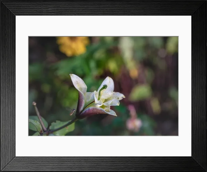 Framed Print : Fine art outdoor floral color macro of a single isolated sunlit white lily blossom with rain droplets on the petals