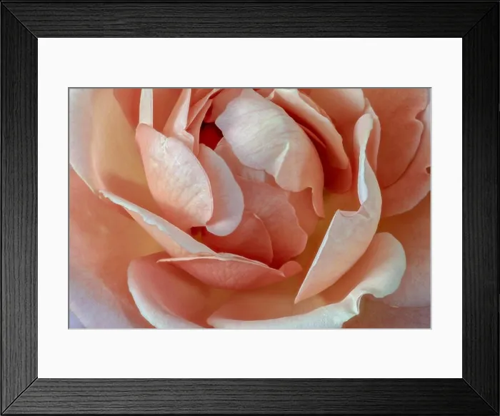 Framed Print : Fine art still life pastel color flower top view macro of the inner of a single isolated blooming orange white rose Framed Print : Fine art still life pastel color flower top view macro of the inner of a single isolated blooming orange white rose