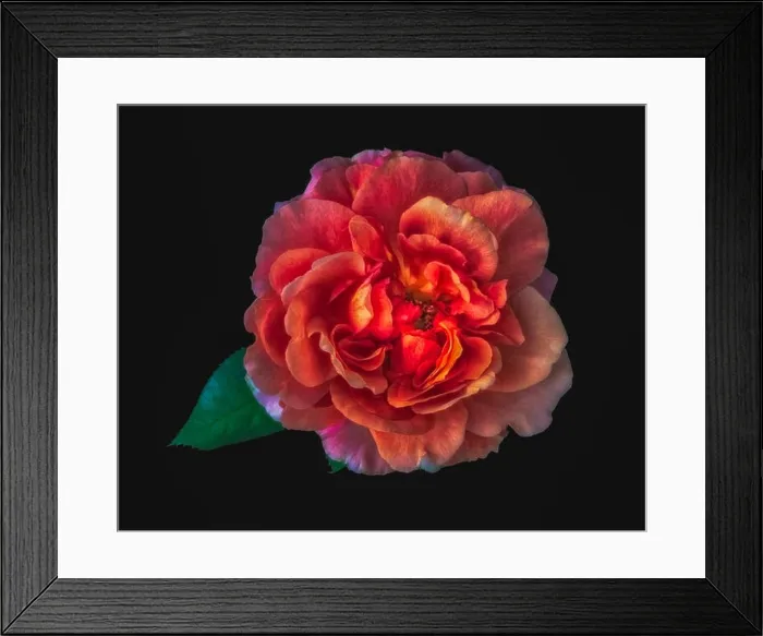 Framed Print : Colorful fine art still life floral macro flower image of a single isolated glowing wide open rose blossom Framed Print : Colorful fine art still life floral macro flower image of a single isolated glowing wide open rose blossom