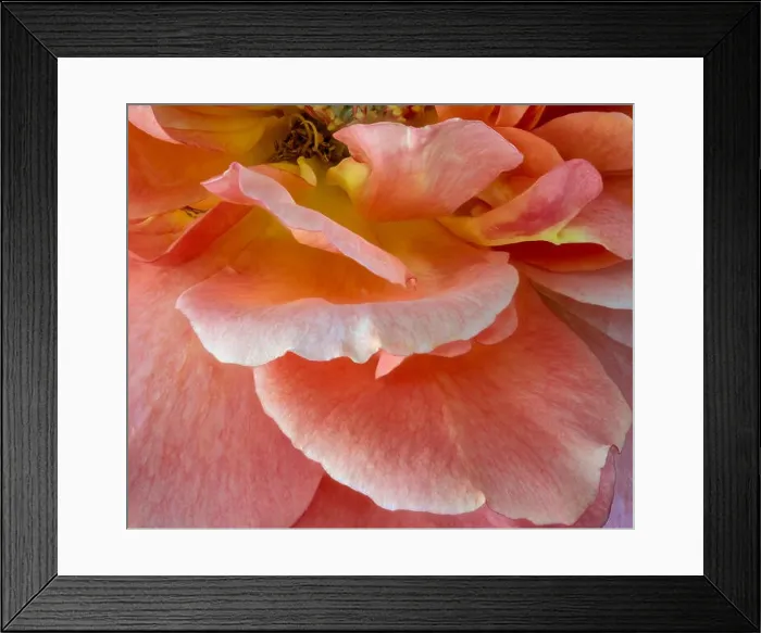 Framed Print : Bright colorful fine art still life bright floral macro image of orange yellow pink rose petals with detailed texture Framed Print : Bright colorful fine art still life bright floral macro image of orange yellow pink rose petals with detailed texture