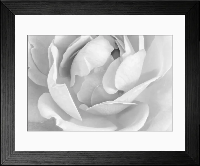 Framed Print : Fine art still life pastel color flower top view macro of the inner of a single isolated blooming orange white rose Framed Print : Fine art still life pastel color flower top view macro of the inner of a single isolated blooming orange white rose
