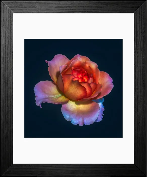 Framed Print : Surrealistic colorful fine art still life floral macro flower image of a single isolated red orange pink violet rose Framed Print : Surrealistic colorful fine art still life floral macro flower image of a single isolated red orange pink violet rose