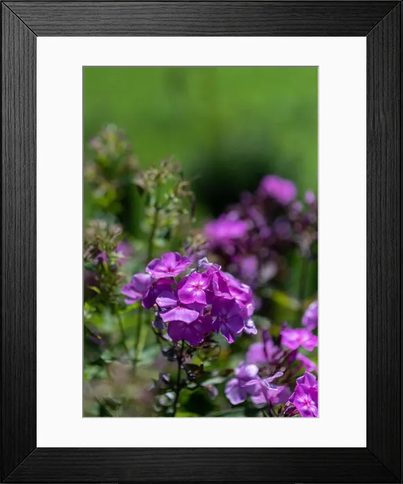 Framed Print : Color outdoor floral macro of violet phlox blossoms on natural blurred green background on a sunny summer day Framed Print : Color outdoor floral macro of violet phlox blossoms on natural blurred green background on a sunny summer day