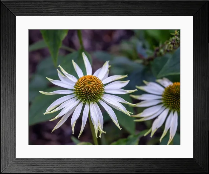 Framed Print : Nature outdoor floral macro of a wide open white yellow coneflower / echinacea blossom on natural blurred green Framed Print : Nature outdoor floral macro of a wide open white yellow coneflower / echinacea blossom on natural blurred green