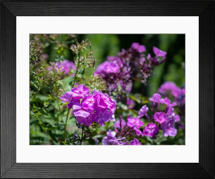 Framed Print : Natural color outdoor image of violet phlox blossoms in a field of plants on a sunny summer day with natural blurred Framed Print : Natural color outdoor image of violet phlox blossoms in a field of plants on a sunny summer day with natural blurred