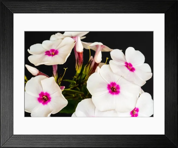 Framed Print : Fine art still life detailed floral macro photography of a single isolated stem of withe pink phlox with blossoms Framed Print : Fine art still life detailed floral macro photography of a single isolated stem of withe pink phlox with blossoms