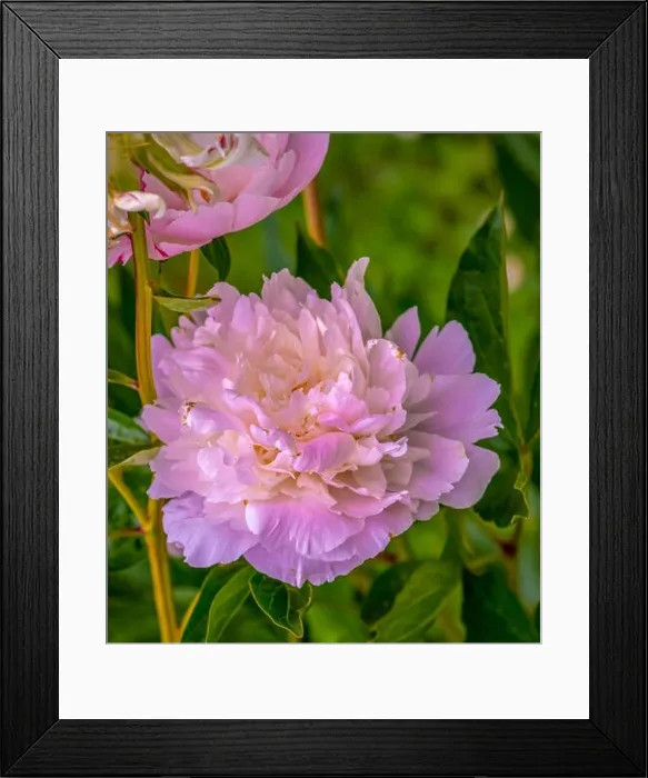 Framed Print : Outdoor colorful floral macro of a single isolated white pink flowering sunlit open delicate filigree peony blossom Framed Print : Outdoor colorful floral macro of a single isolated white pink flowering sunlit open delicate filigree peony blossom