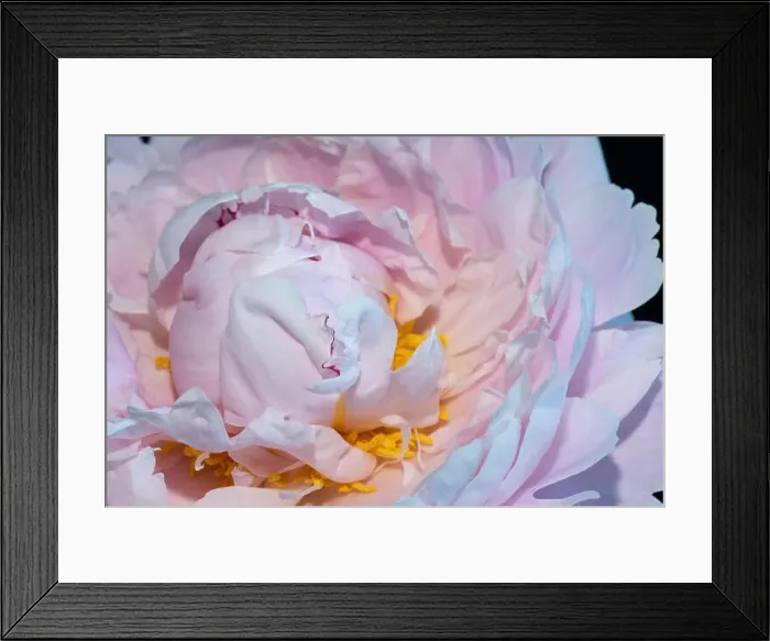 Framed Print : Fine art still life colorful floral macro flower image of the inner of a single white pink open blooming young sunlit Framed Print : Fine art still life colorful floral macro flower image of the inner of a single white pink open blooming young sunlit