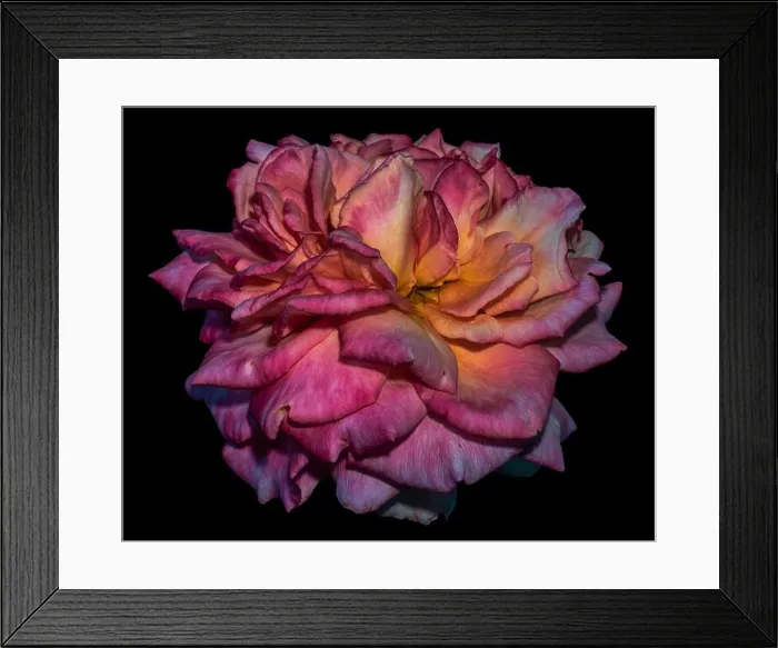 Framed Print : Fine art still life dark color macro flower photography of an isolated red yellow pink blooming rose blossom with Framed Print : Fine art still life dark color macro flower photography of an isolated red yellow pink blooming rose blossom with