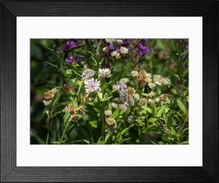 Framed Print : Color outdoor floral macro of flowering astrantia blossoms Framed Print : Color outdoor floral macro of flowering astrantia blossoms