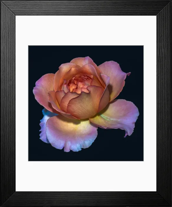 Framed Print : Color fine art still life floral macro flower image of a single isolated orange pink rose blossom