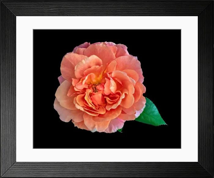 Framed Print : Colorful fine art still life bright floral macro flower image of a single isolated orange wide open rose blossom Framed Print : Colorful fine art still life bright floral macro flower image of a single isolated orange wide open rose blossom