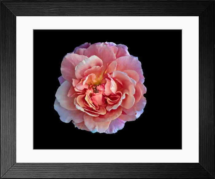 Framed Print : Pastel color fine art still life bright floral macro flower image of a single isolated pink wide open rose blossom Framed Print : Pastel color fine art still life bright floral macro flower image of a single isolated pink wide open rose blossom
