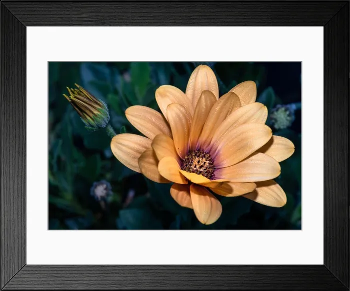 Framed Print : Fine art still life flower bright color vintage image of a wide open golden yellow shimmering african cape Framed Print : Fine art still life flower bright color vintage image of a wide open golden yellow shimmering african cape