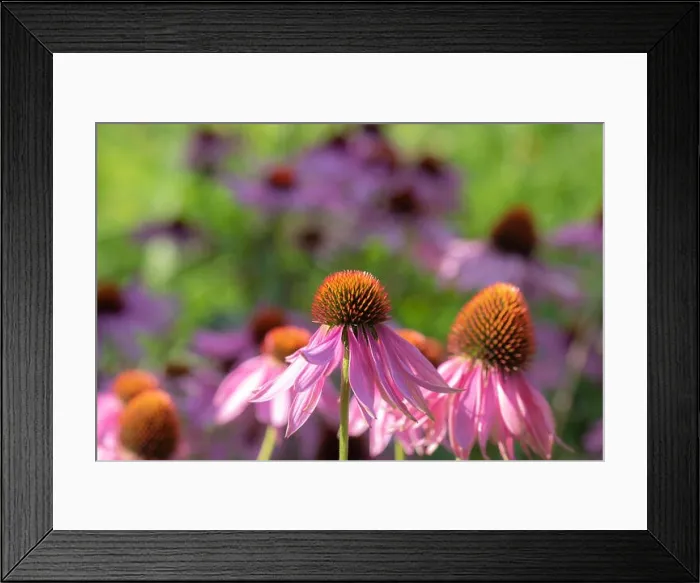 Framed Print : Fine art still life outdoor floral macro of a wide open pink orange coneflower / echinacea blossom on natural colorful Framed Print : Fine art still life outdoor floral macro of a wide open pink orange coneflower / echinacea blossom on natural colorful