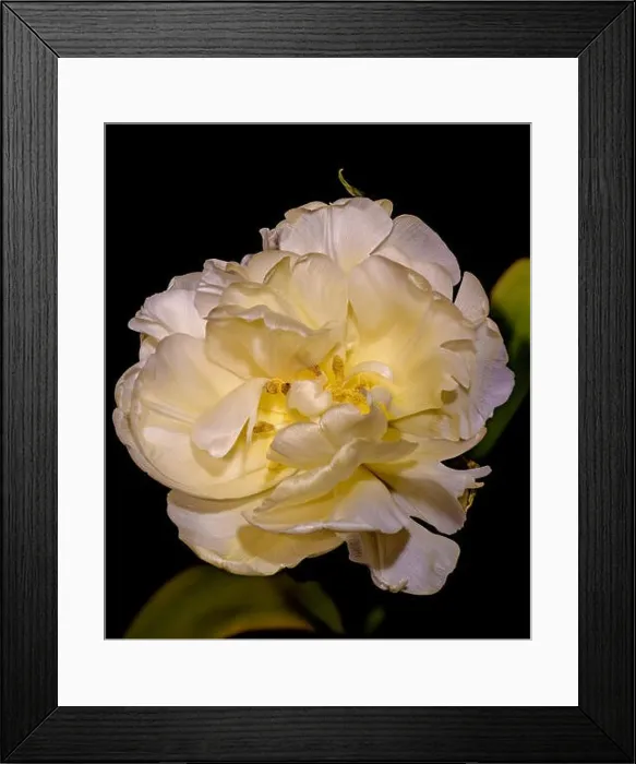 Framed Print : Fine art still life pastel color macrro flower image of a single isolated yellow white fully wide opened blooming tulip Framed Print : Fine art still life pastel color macrro flower image of a single isolated yellow white fully wide opened blooming tulip