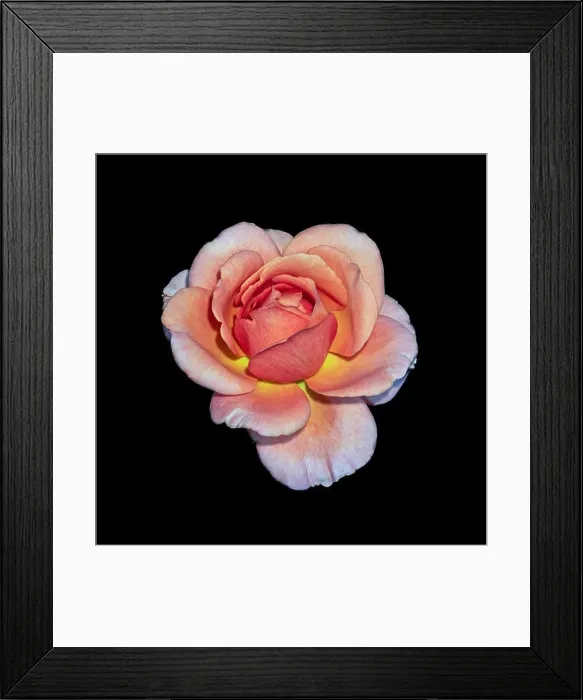 Framed Print : Colorful fine art still life bright floral macro flower image of a single isolated orange pink wide open rose blossom Framed Print : Colorful fine art still life bright floral macro flower image of a single isolated orange pink wide open rose blossom