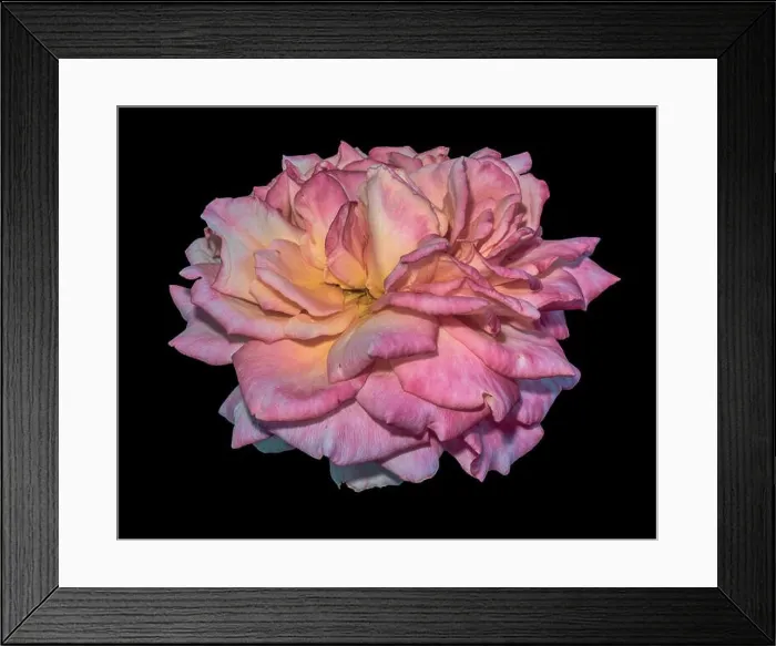 Framed Print : Fine art still life color macro flower photography of an isolated yellow pink blooming rose blossom with detailed Framed Print : Fine art still life color macro flower photography of an isolated yellow pink blooming rose blossom with detailed