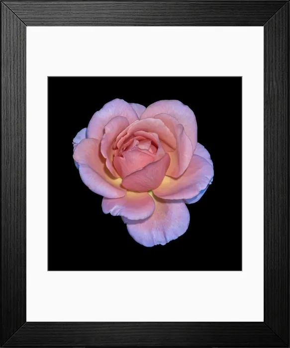 Framed Print : Pastel color fine art still life bright floral macro flower image of a single isolated pink yellow violet wide open Framed Print : Pastel color fine art still life bright floral macro flower image of a single isolated pink yellow violet wide open