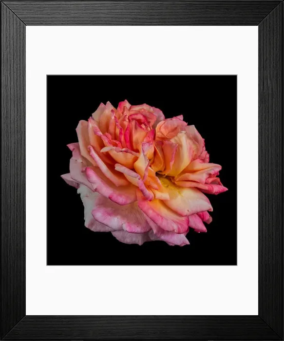 Framed Print : Fine art still life intense color macro flower photography of an isolated orange pink blooming rose blossom with Framed Print : Fine art still life intense color macro flower photography of an isolated orange pink blooming rose blossom with
