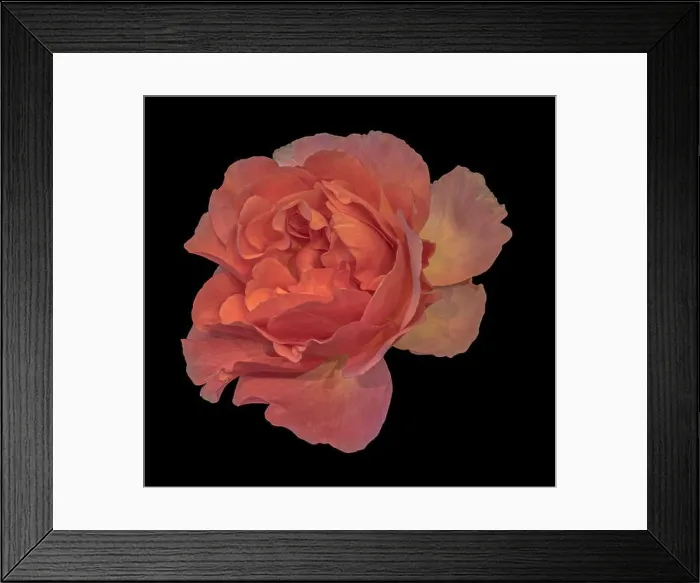 Framed Print : Colorful fine art still life floral macro flower image of a single isolated orange wide open blooming rose blossom Framed Print : Colorful fine art still life floral macro flower image of a single isolated orange wide open blooming rose blossom
