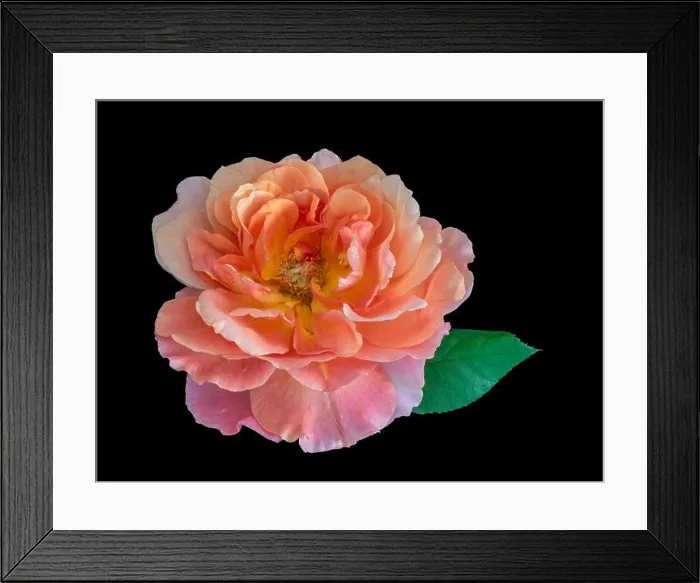 Framed Print : Colorful fine art still life bright floral macro flower image of a single isolated orange wide open rose blossoms Framed Print : Colorful fine art still life bright floral macro flower image of a single isolated orange wide open rose blossoms