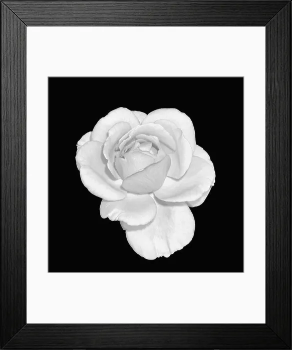 Framed Print : Fine art still life monochrome black and white flower top view macro photo of a wide open blooming rose blossom Framed Print : Fine art still life monochrome black and white flower top view macro photo of a wide open blooming rose blossom