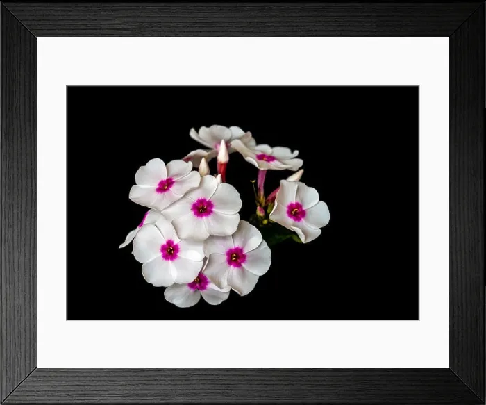 Framed Print : Fine art still life detailed floral macro photography of a single isolated stem of withe pink phlox with blossoms Framed Print : Fine art still life detailed floral macro photography of a single isolated stem of withe pink phlox with blossoms