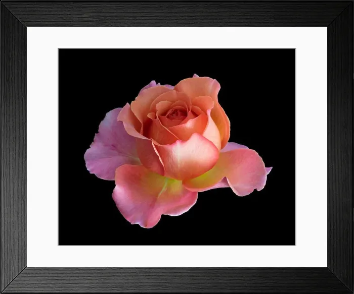 Framed Print : Colorful fine art still life bright floral macro flower image of a single isolated orange pink yellow wide open rose Framed Print : Colorful fine art still life bright floral macro flower image of a single isolated orange pink yellow wide open rose
