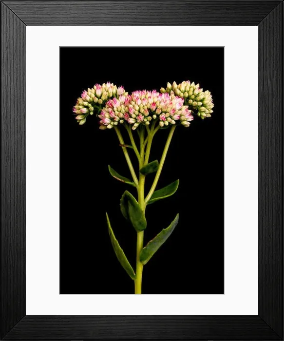 Framed Print : Fine art still life floral color macro of a single isolated stonecrop flower with evolving red white buds Framed Print : Fine art still life floral color macro of a single isolated stonecrop flower with evolving red white buds