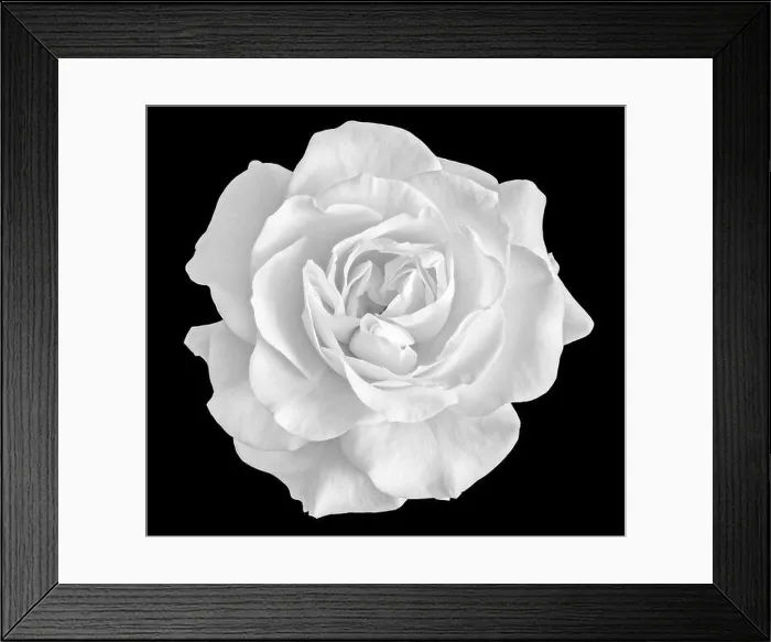 Framed Print : Fine art still life monochrome black and white flower top view macro photo of a wide open blooming rose blossom Framed Print : Fine art still life monochrome black and white flower top view macro photo of a wide open blooming rose blossom
