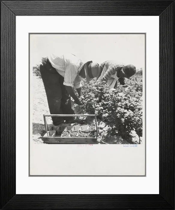 Framed Print : phot from the great depression in america around the 1930s Framed Print : phot from the great depression in america around the 1930s