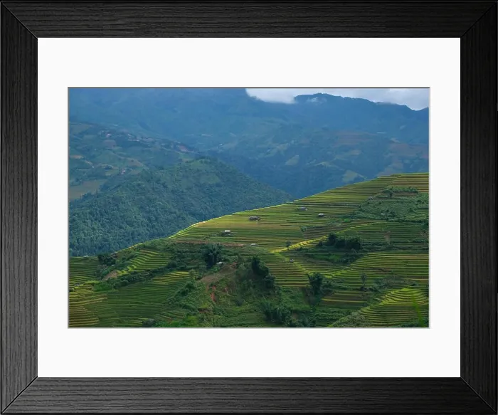 Framed Print : Aerial view above of Vietnam landscapes with terraces rice field. Rice fields on terraced of Mu Cang Chai, YenBai Framed Print : Aerial view above of Vietnam landscapes with terraces rice field. Rice fields on terraced of Mu Cang Chai, YenBai