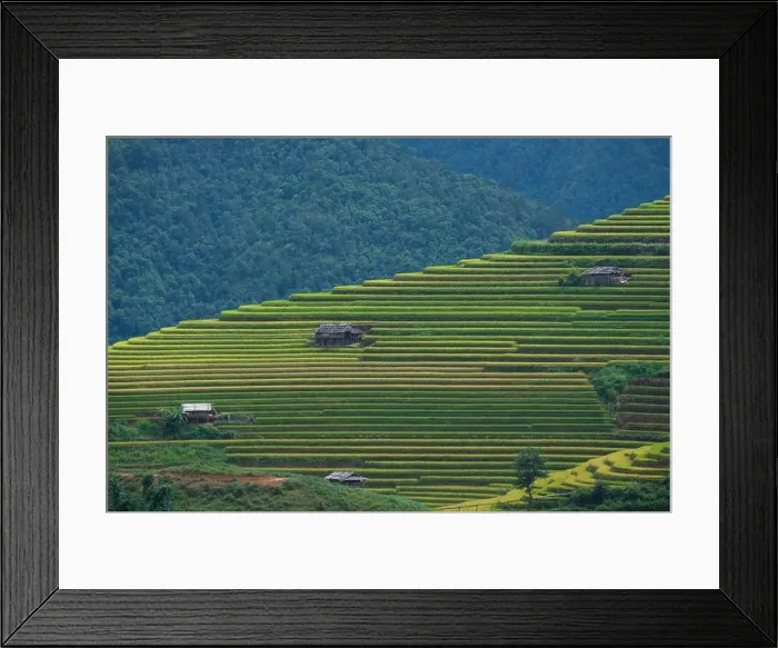 Framed Print : Aerial view above of Vietnam landscapes with terraces rice field. Rice fields on terraced of Mu Cang Chai, YenBai Framed Print : Aerial view above of Vietnam landscapes with terraces rice field. Rice fields on terraced of Mu Cang Chai, YenBai