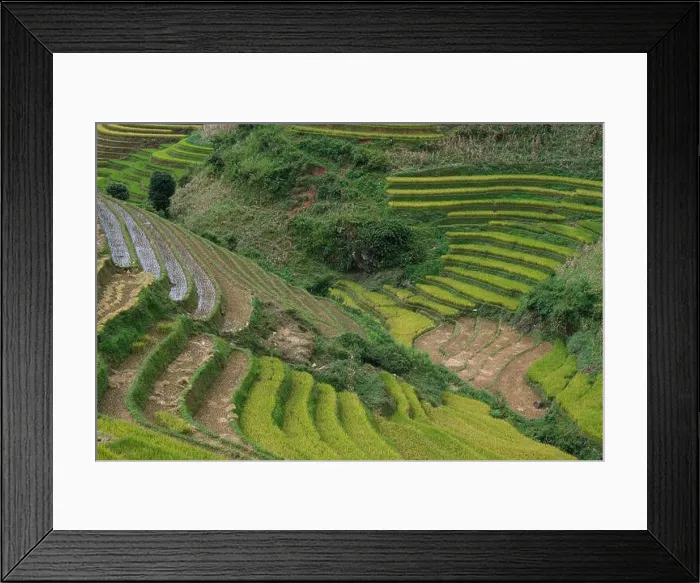 Framed Print : Aerial view above of Vietnam landscapes with terraces rice field. Rice fields on terraced of Mu Cang Chai, YenBai Framed Print : Aerial view above of Vietnam landscapes with terraces rice field. Rice fields on terraced of Mu Cang Chai, YenBai