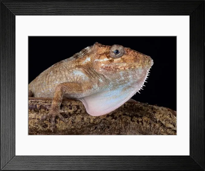 Framed Print : Gran Piedro giant anole (Anolis sp.) Framed Print : Gran Piedro giant anole (Anolis sp.)