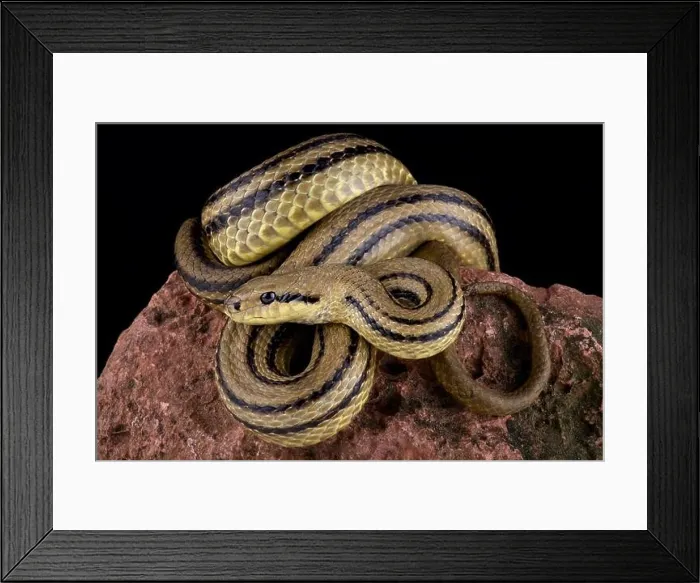 Framed Print : Four-lined snake (Elaphe quatuorlineata)