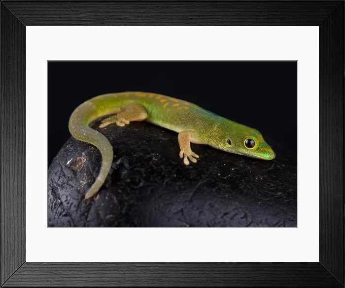 Framed Print : Pasteur's day gecko (Phelsuma pasteuri)