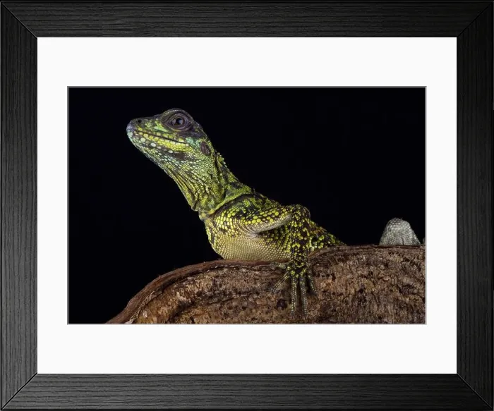 Framed Print : Weber's sailfin lizard (Hydrosaurus weberi) Framed Print : Weber's sailfin lizard (Hydrosaurus weberi)