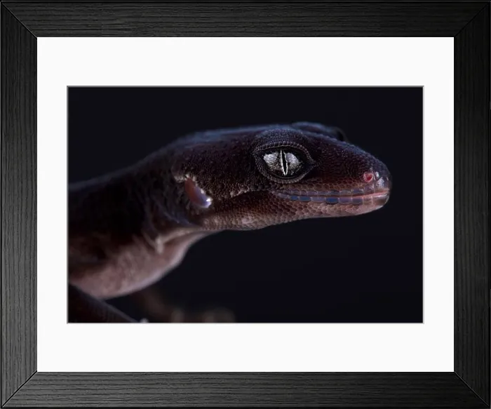 Framed Print : Leopard gecko (Eublepharis macularius) Black knight Framed Print : Leopard gecko (Eublepharis macularius) Black knight