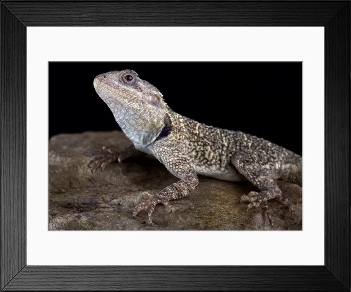 Framed Print : Black-necked agama (Acanthocercus atricollis) Framed Print : Black-necked agama (Acanthocercus atricollis)