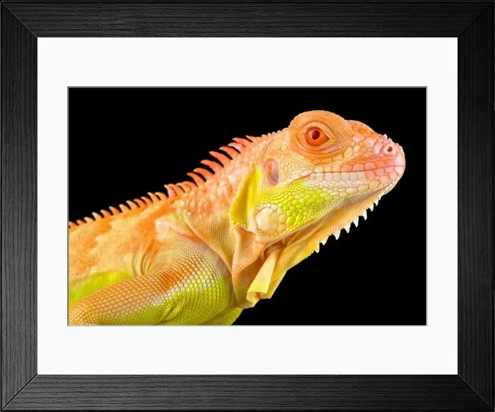 Framed Print : Crimson albino iguana (Iguana iguana) Framed Print : Crimson albino iguana (Iguana iguana)